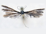 Prichotilus tanzanicus